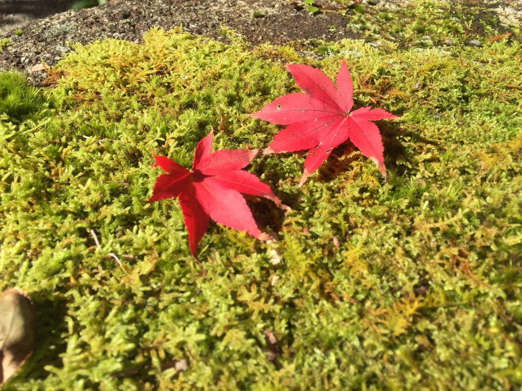 苔の上の紅葉