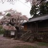 鷲神社の桜（福島県福島市）