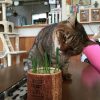 猫の食害対策　猫草栽培