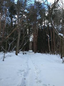 山林の雪道